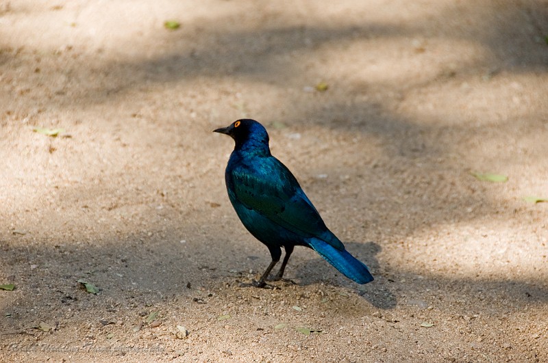 DSC_6350.jpg