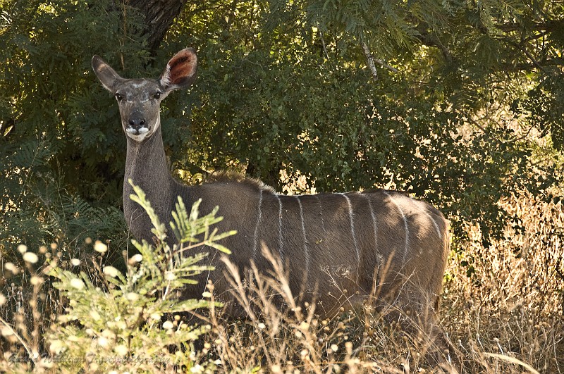 DSC_6377.jpg