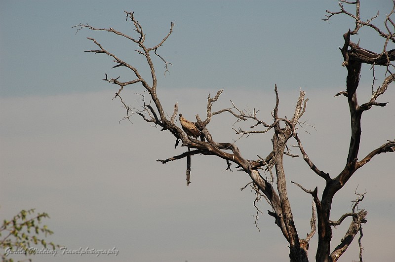 DSC_6383.JPG