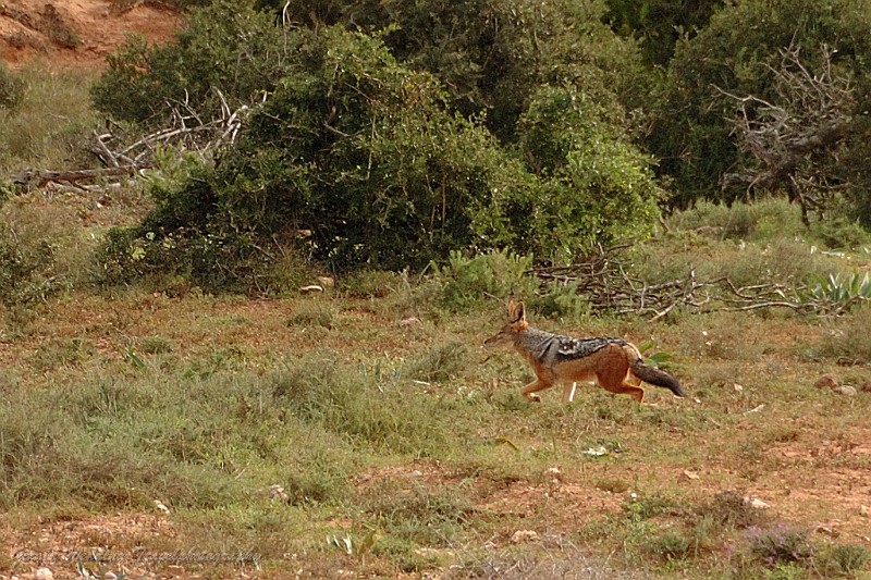 DSC_8113a.jpg