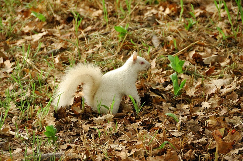 DSC_9667a.jpg